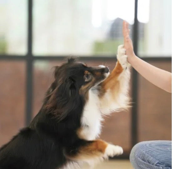 Brown dog training & dog hotel 豊洲