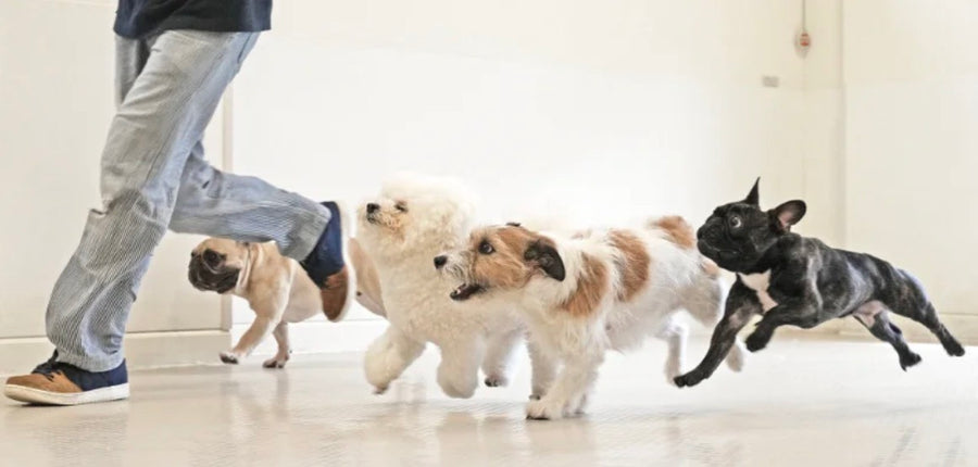 Brown dog training & dog hotel 豊洲