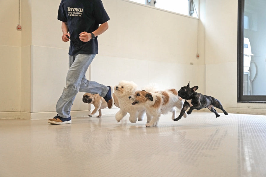 Brown dog training